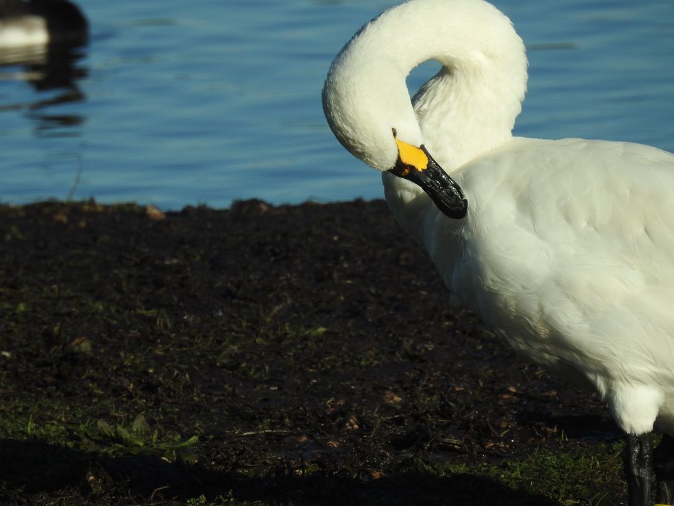 Allington copyright WWT and Steve Heaven