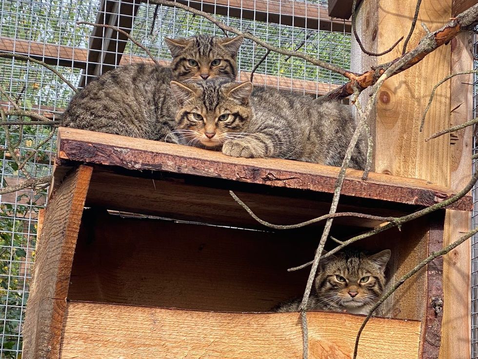 Almost two dozen kittens born in project to save ‘Highland Tiger’