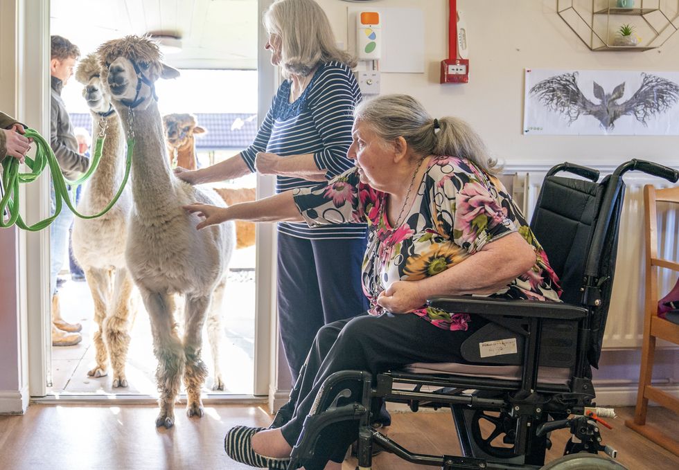 Alpacas Sid, Eric and Chester from Larch Green Alpacas meet Isabella Scot, 85 (left) and Maureen Wysoski, 66 (right) during a visit to the Hill View Care Home (Jane Barlow/PA)