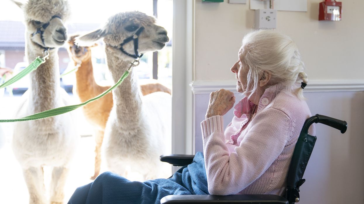 Alpacas Sid, Eric and Chester from Larch Green Alpacas meet Mary Leslie, 92, during a visit to Advinia Health Care’s Hill View Care Home in Clydebank (Jane Barlow/PA)