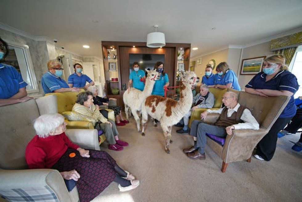 Alpacas visit The Oaks Care Home