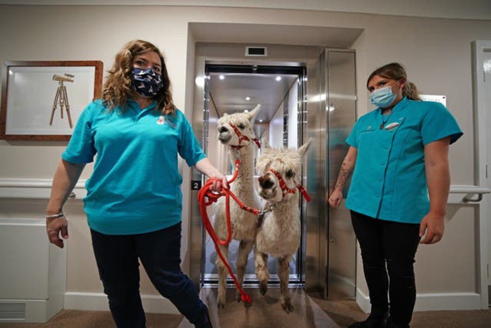 Alpacas visit The Oaks Care Home