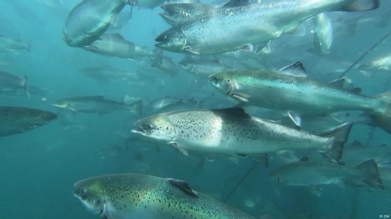 Scientists discover 10 million fish eaten in biggest feeding frenzy ever recorded