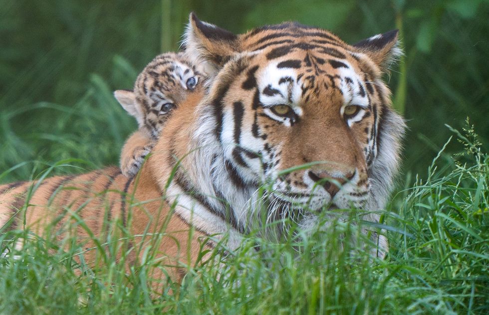 Tiger cubs explore their enclosure at Norfolk zoo