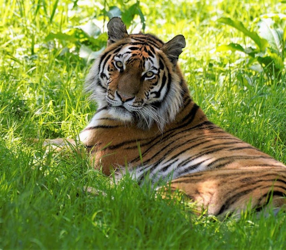 Amur tiger Yuki at Knowsley Safari