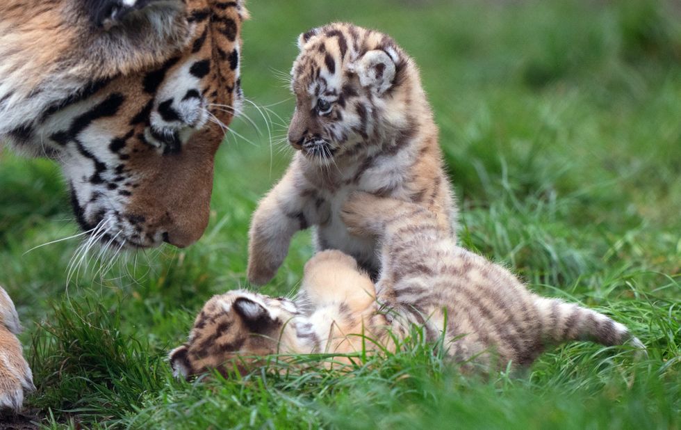 Amur tigers are the largest of the world\u2019s big cats as well as the heaviest (Joe Giddens/PA)