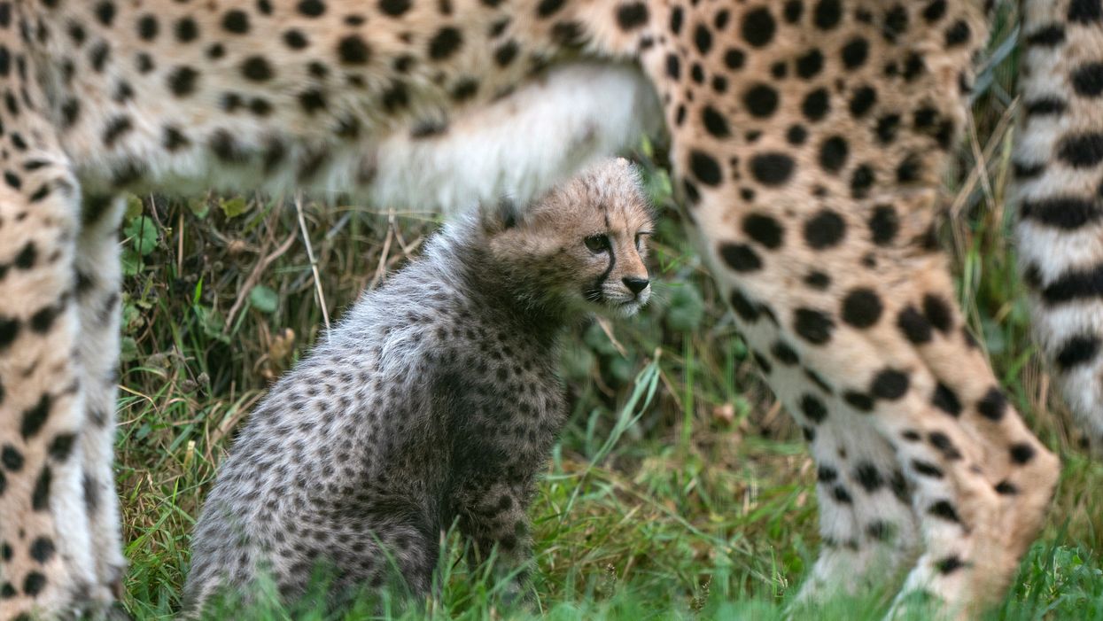 An 8-week-old cheetah cub, the first cub born at the park in ten years, explores her enclosure for the first time with her mother Kilima at Africa Alive in Suffolk. Picture date: Sunday October 3, 2021.