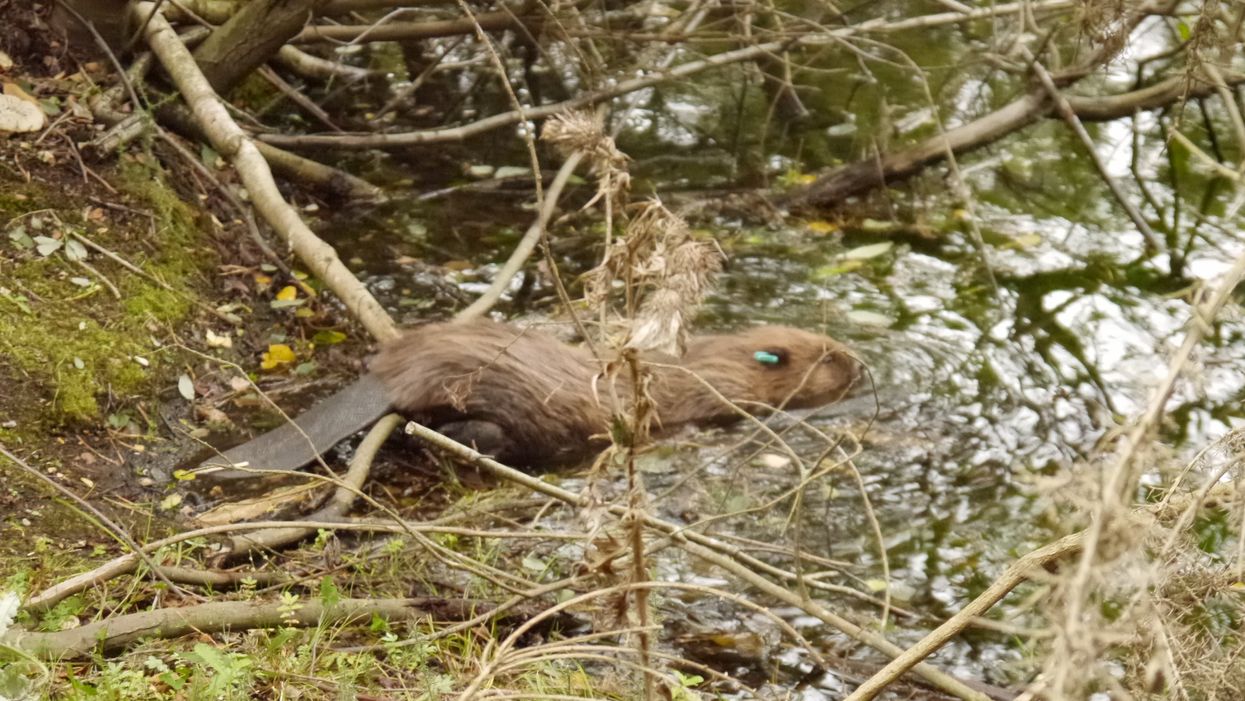 An adult beaver at Wild Ken Hill in Norfolk (Wild Ken Hill/PA)