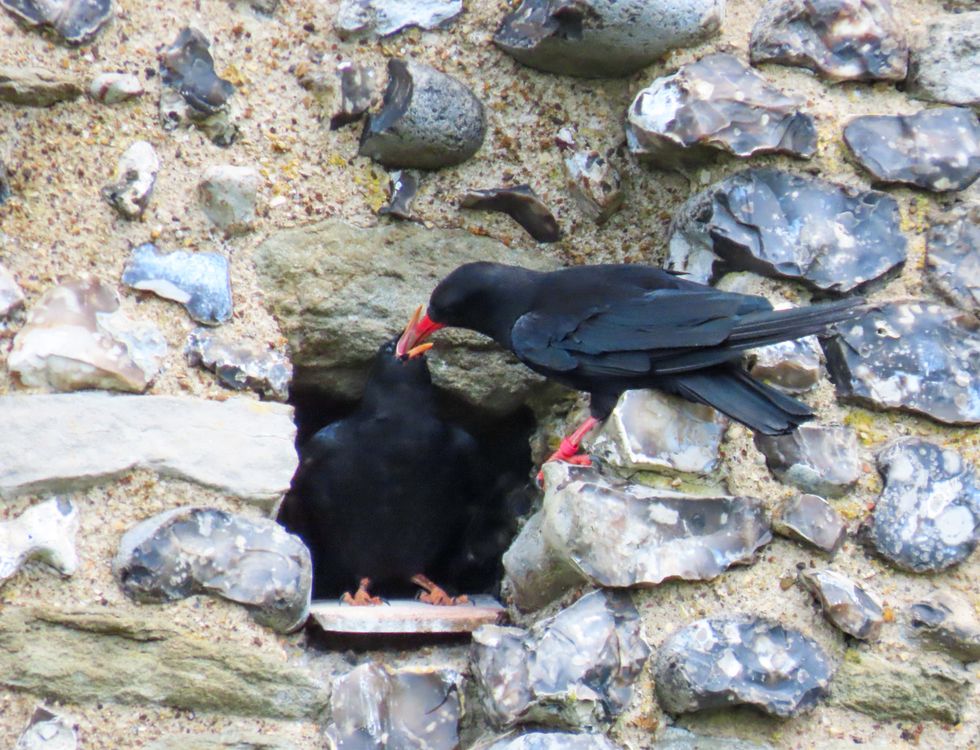 An adult chough with black plumage and red bill and feet, feeds its chick in the entrance to a gap in the stone wall of Dover Castle
