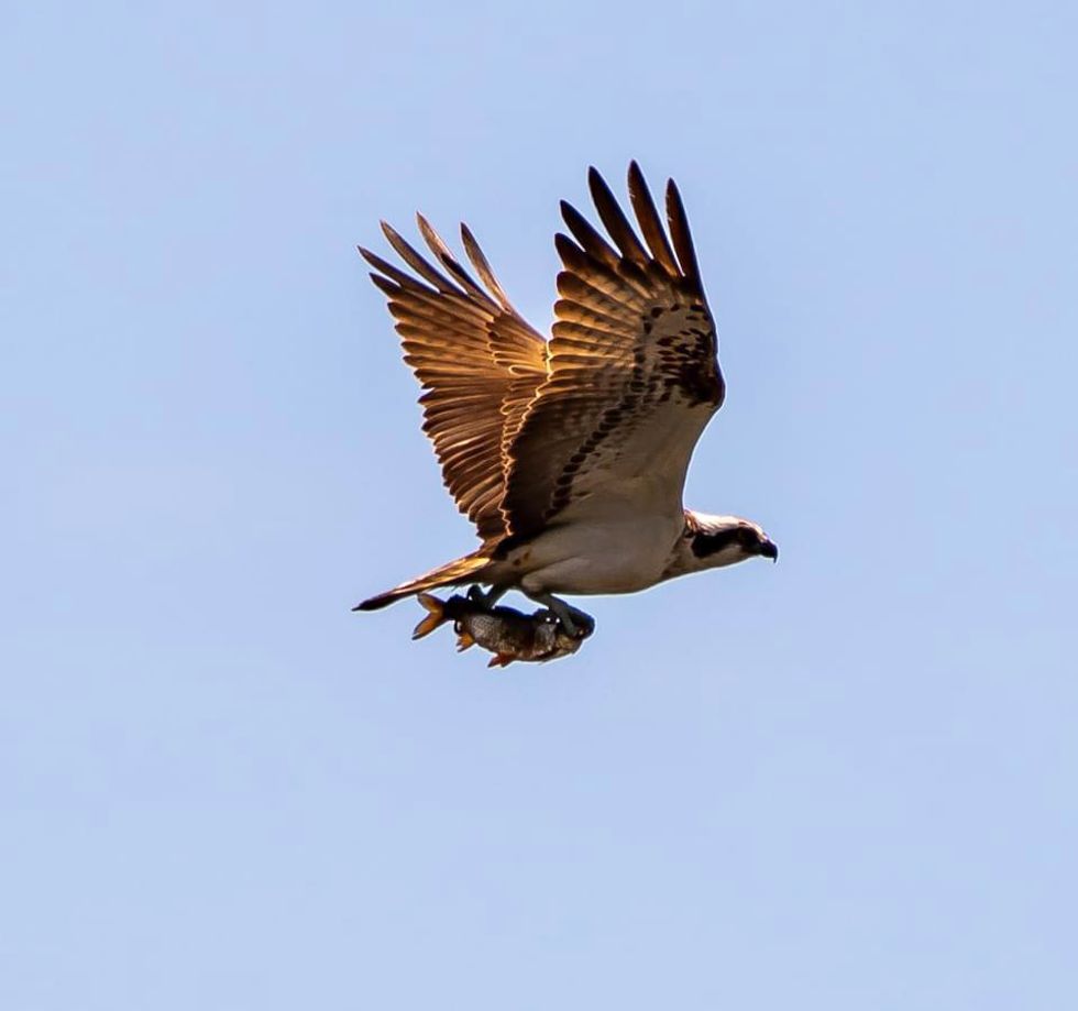 Yorkshire’s first breeding ospreys for centuries ‘nothing short of a miracle’