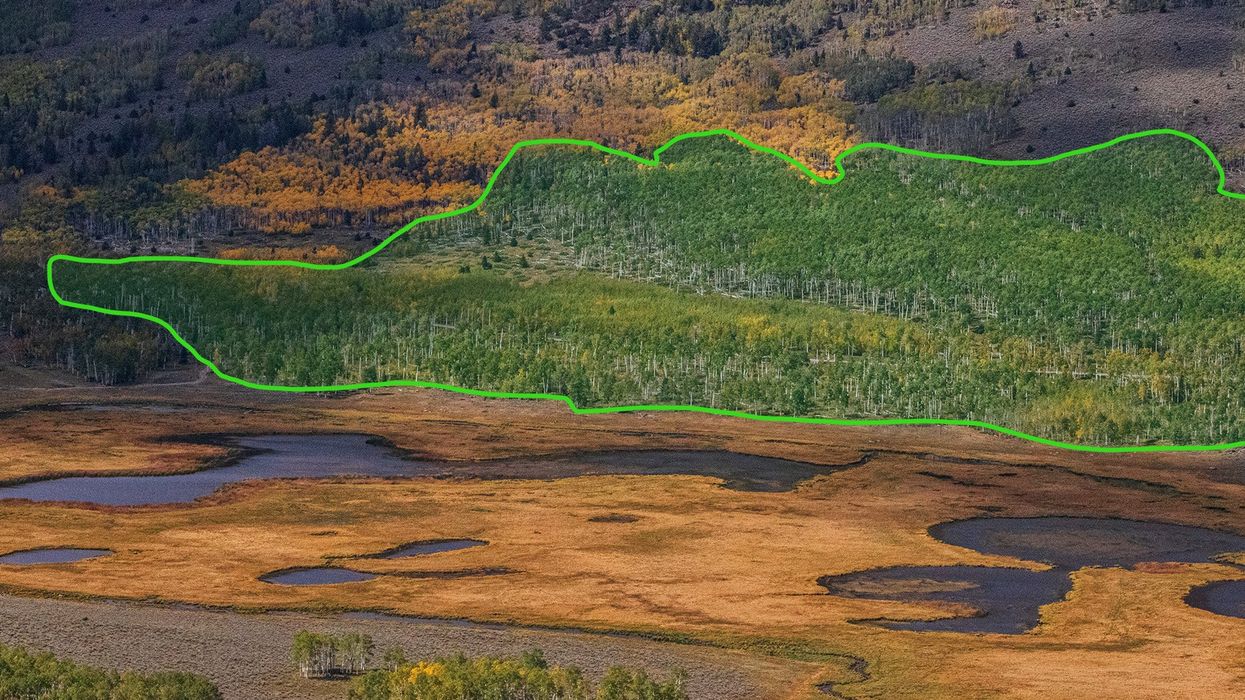 An aerial outline of the Pando tree in Fish Lake, Utah