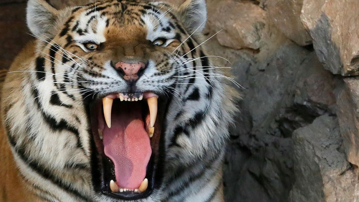 An Amur tiger at the Royev Ruchey Zoo in the city of Krasnoyarsk. Picture: