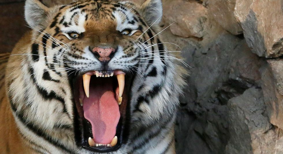 An Amur tiger at the Royev Ruchey Zoo in the city of Krasnoyarsk. Picture: