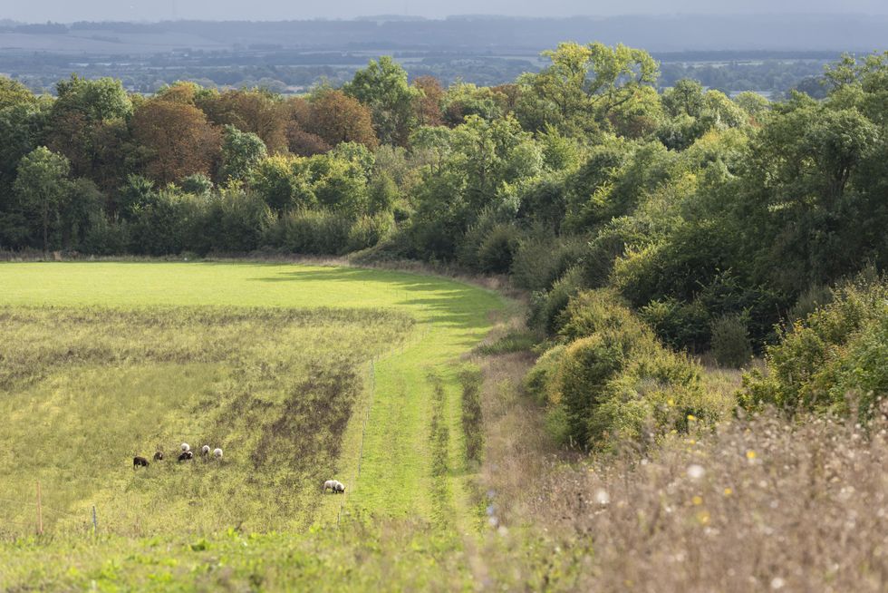 An arable field with wildflower edges and grazed with sheep edged by woodland