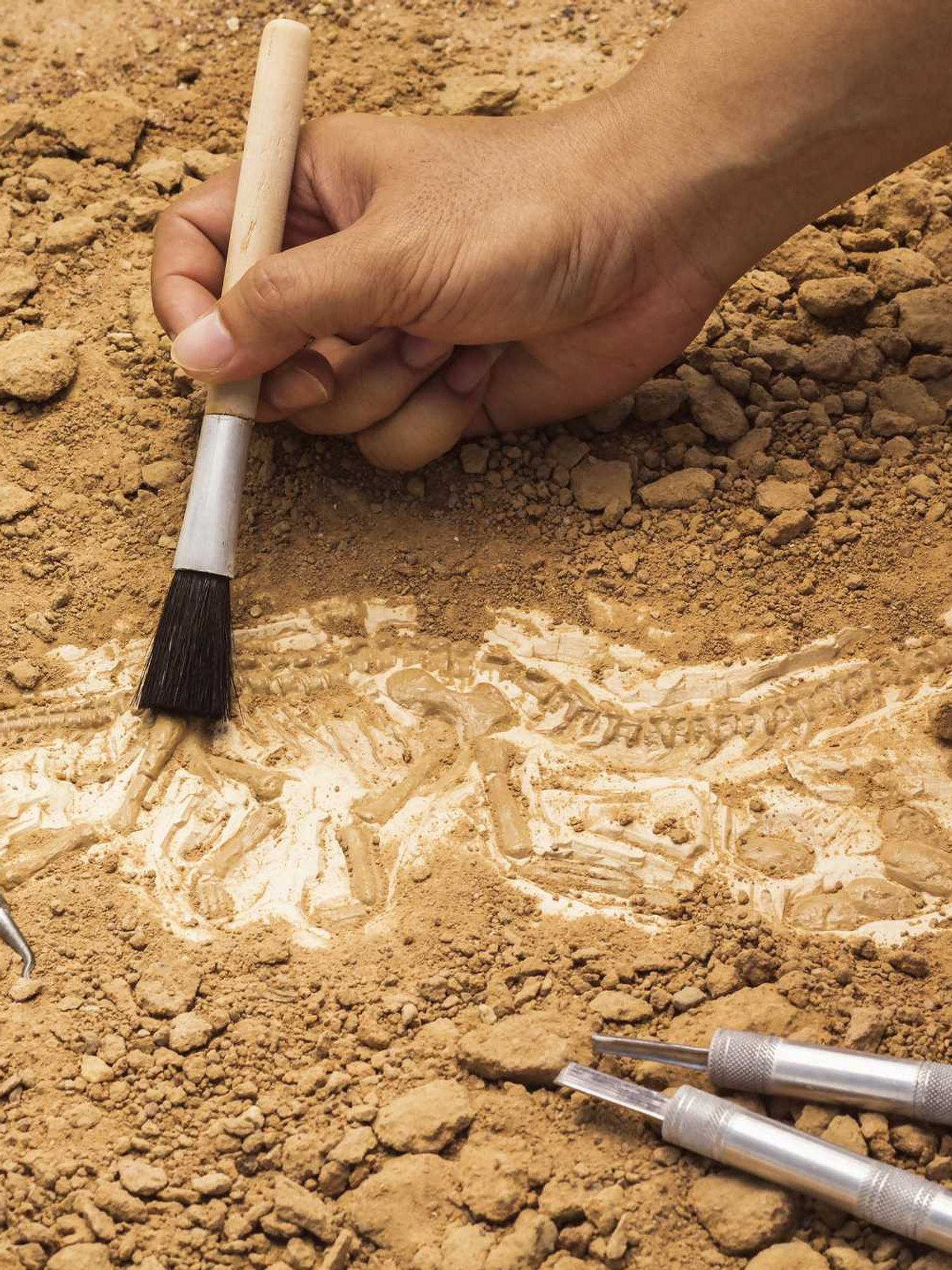An archaeologist holding a brush sweeps away at rubble to reveal a bone structure underneath.