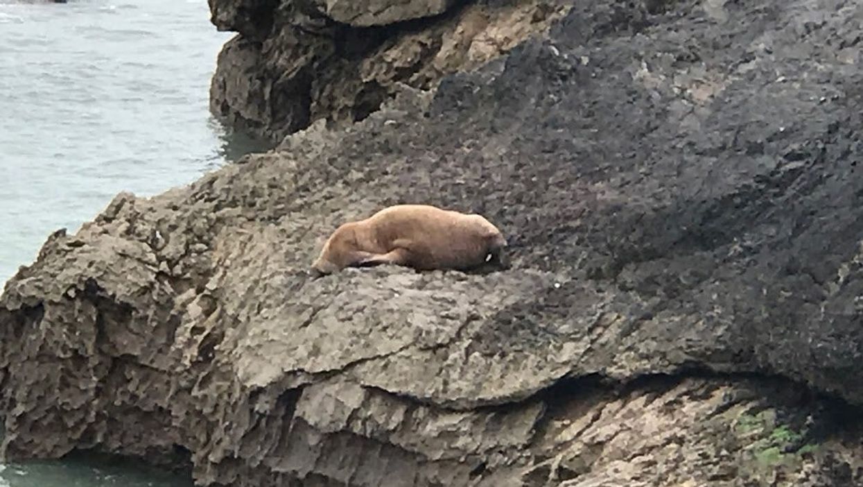 An Arctic walrus has been spotted off the coast of Pembrokeshire in South Wales (RSPCA/PA).