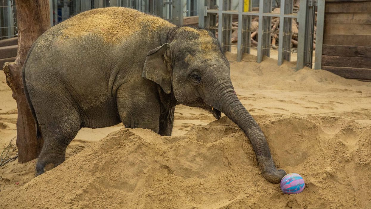 An elephant takes part in an egg hunt