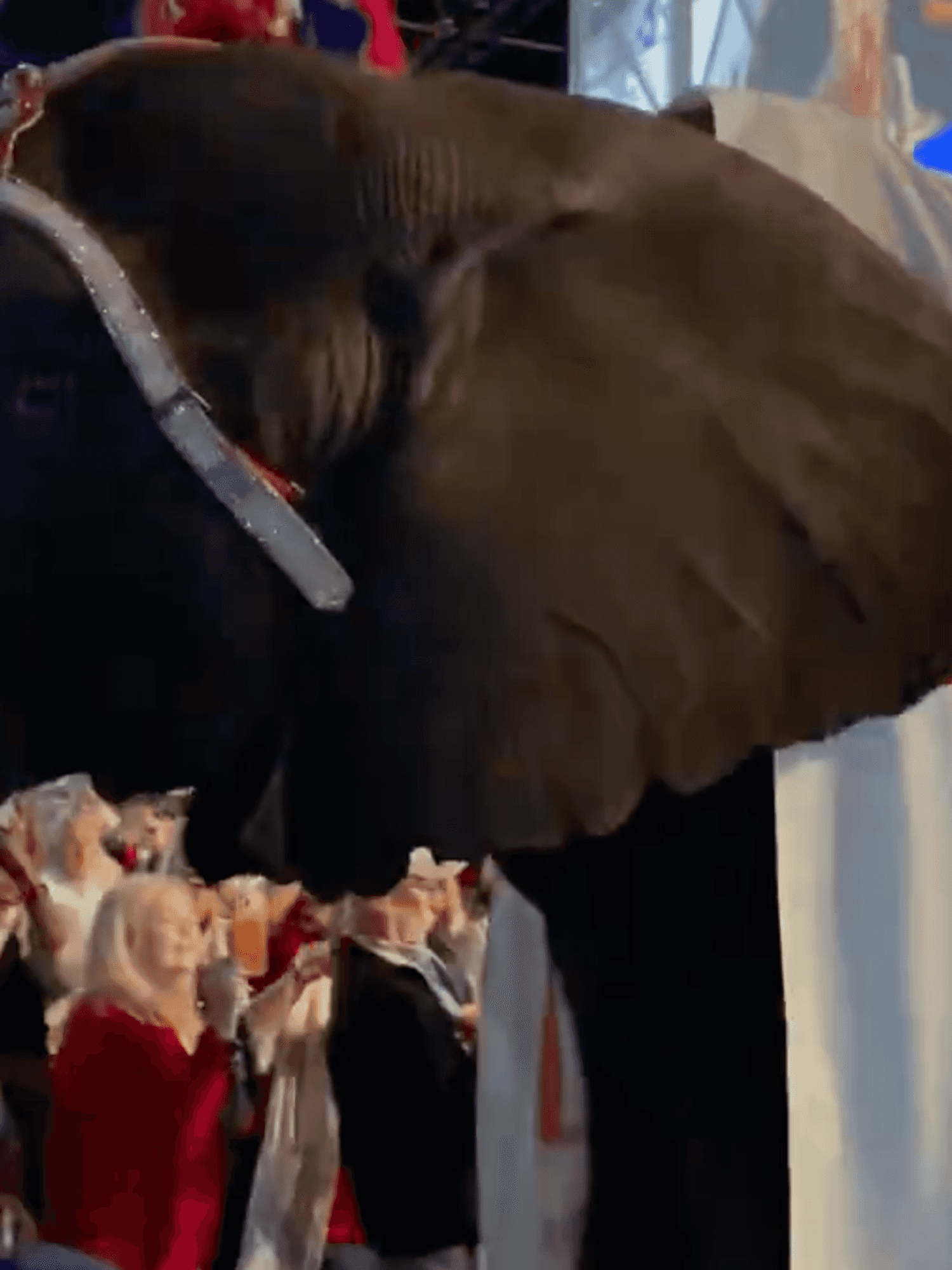 An elephant walking through a convention hall, with a banner draped over its back reading: 'Unity drives victory'.