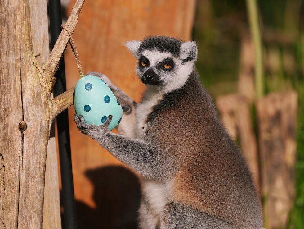 In Pictures: Never too early for Easter eggs at London Zoo