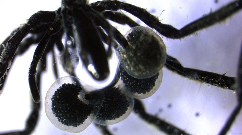 An image of a methane-powered sea spider