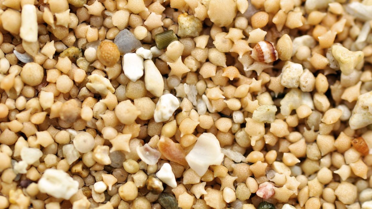 An image of star-shaped sand