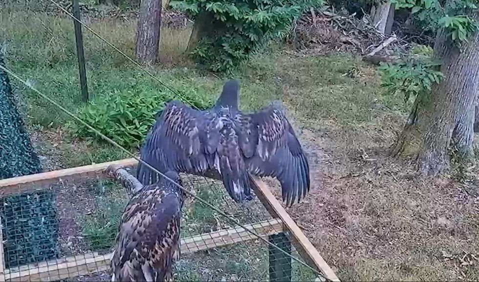 An image of two birds sitting on top of the release pen as one stretches its wings to take flight