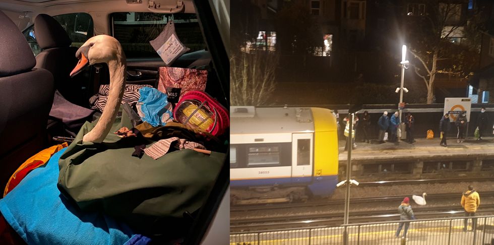 Swan rescued from tracks after blocking trains