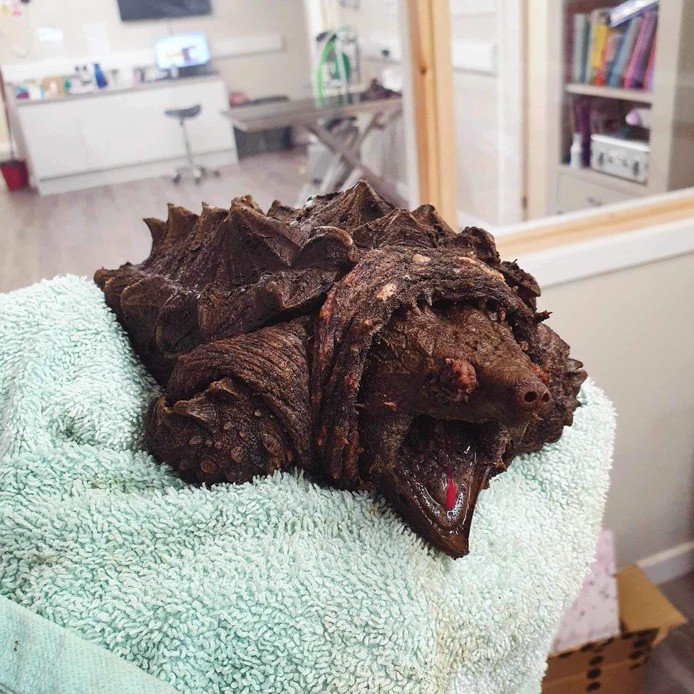 ‘Invasive’ alligator snapping turtle found in Cumbria and named Fluffy by vets