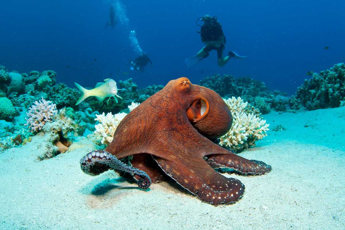 <p>An octopus on the bottom of the sea.</p>