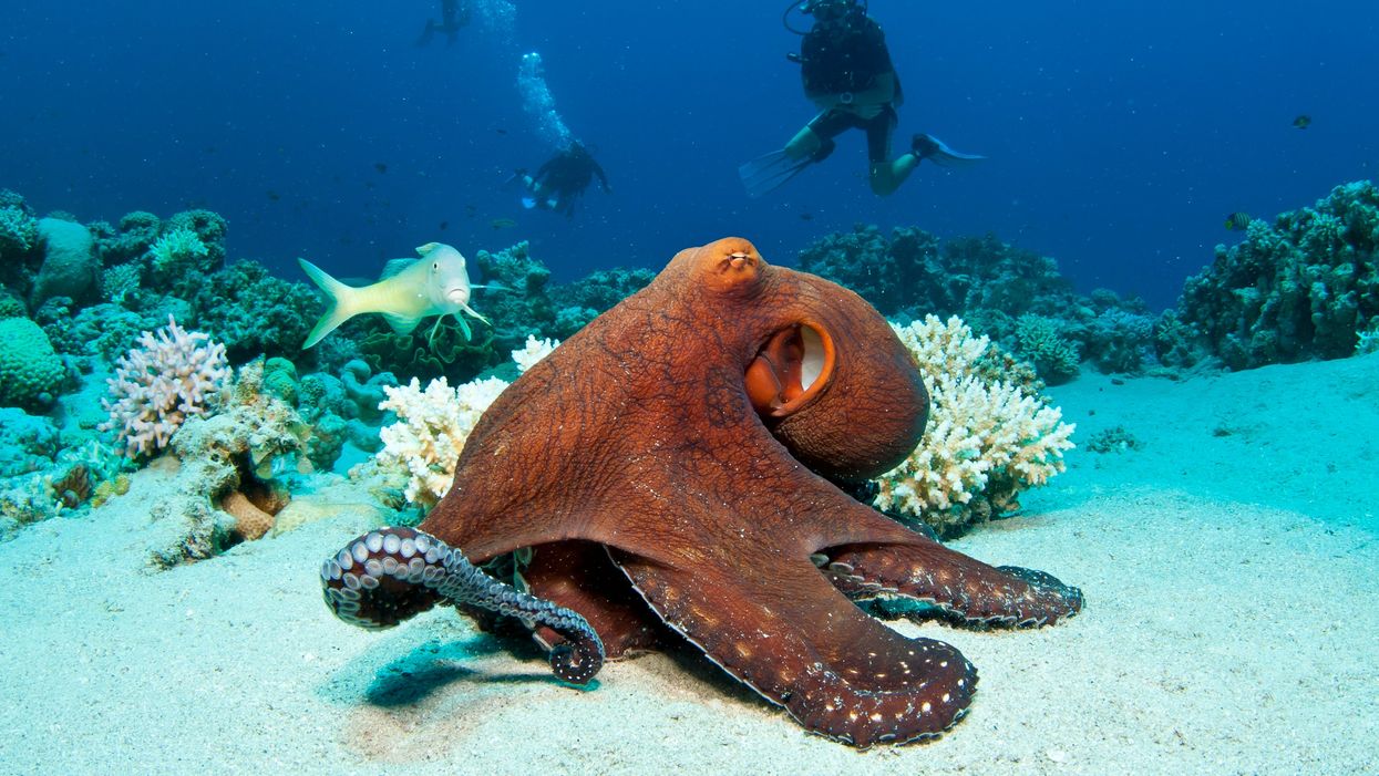 <p>An octopus on the bottom of the sea.</p>