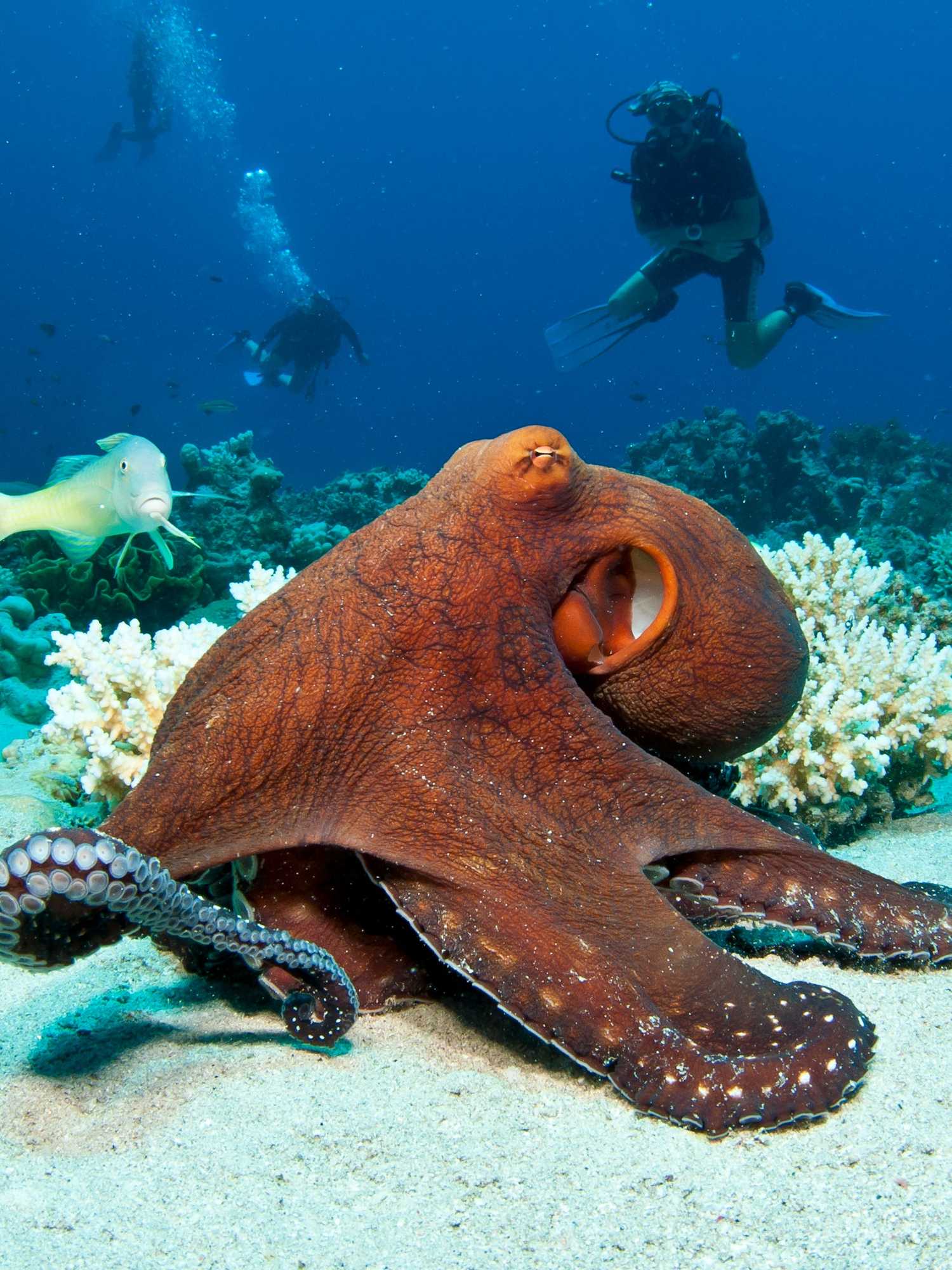 <p>An octopus on the bottom of the sea.</p>