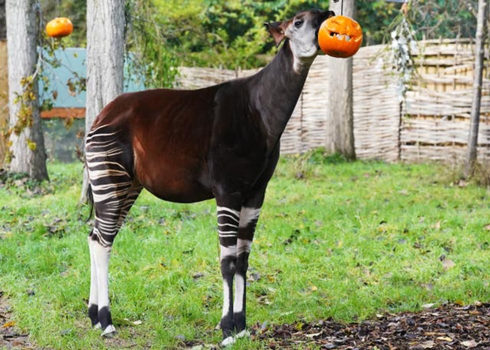 An okapi looks for treats hidden inside a pumpkin