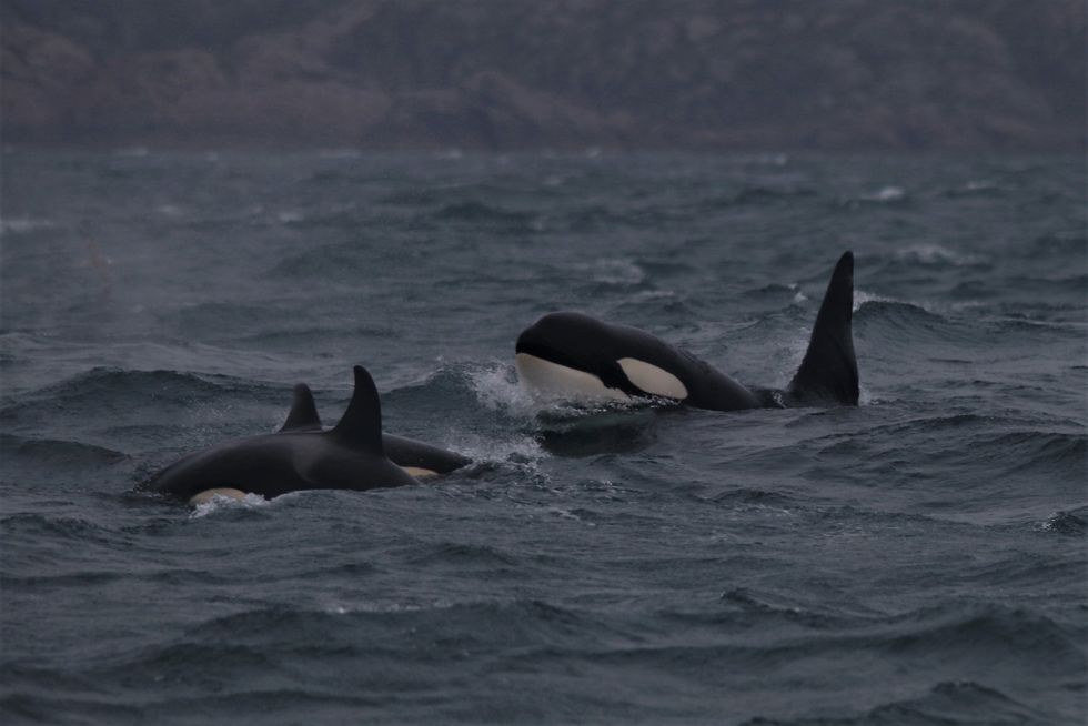 Orcas make seaweed tools to scratch each other’s backs, study suggests