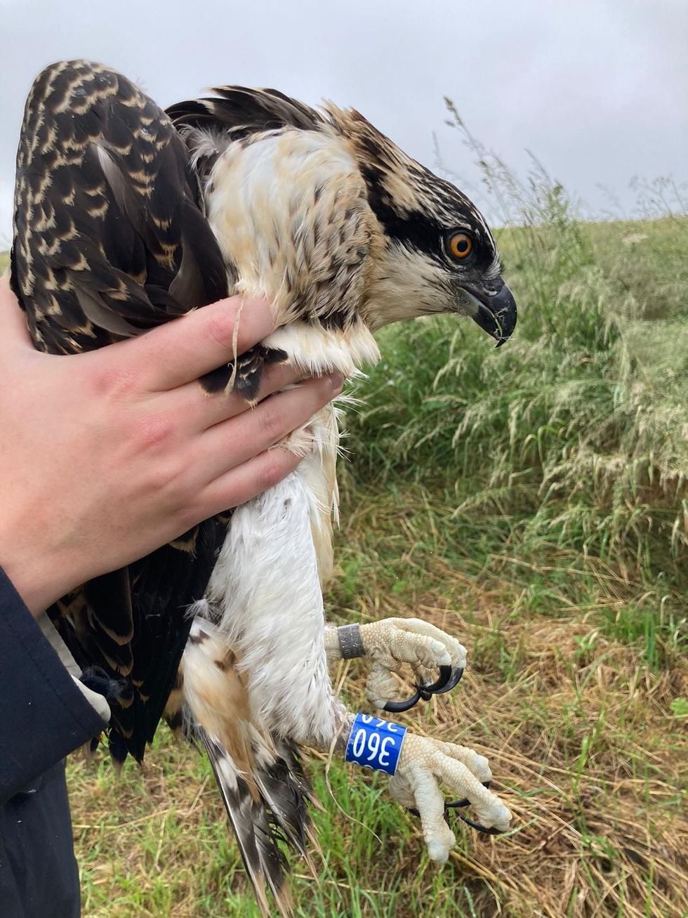 An osprey chick at Rutland Water, the 200th bird to hatch since a programme to reintroduce the birds to England was set up in 1996. (Abi Mustard/Leicestershire and Rutland Wildlife Trust)