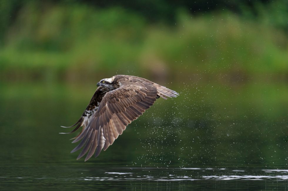 An osprey flying over the water. (Andrew Mason/An osprey chick at Rutland Water, the 200th bird to hatch since a programme to reintroduce the birds to England was set up in 1996. (Abi Mustard/Leicestershire and Rutland Wildlife Trust)