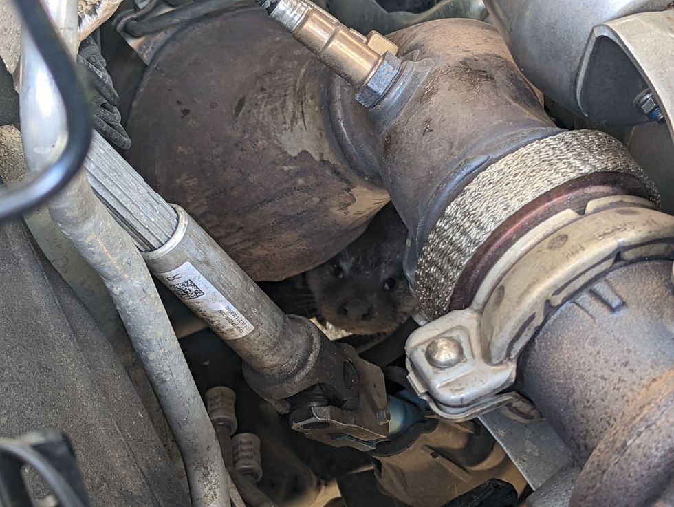 An RSPCA inspector used food on a stick to lure the baby otter pup from the engine compartment. (RSPCA/ PA)