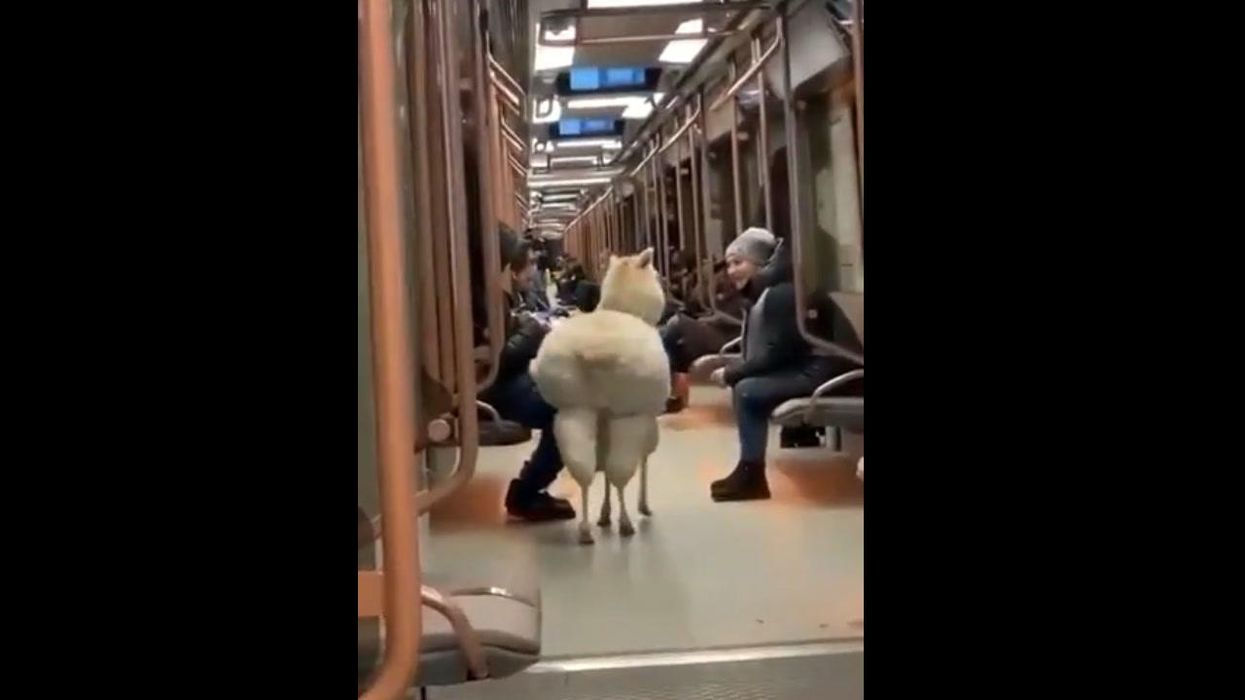 Fluffy alpaca rides Moscow metro