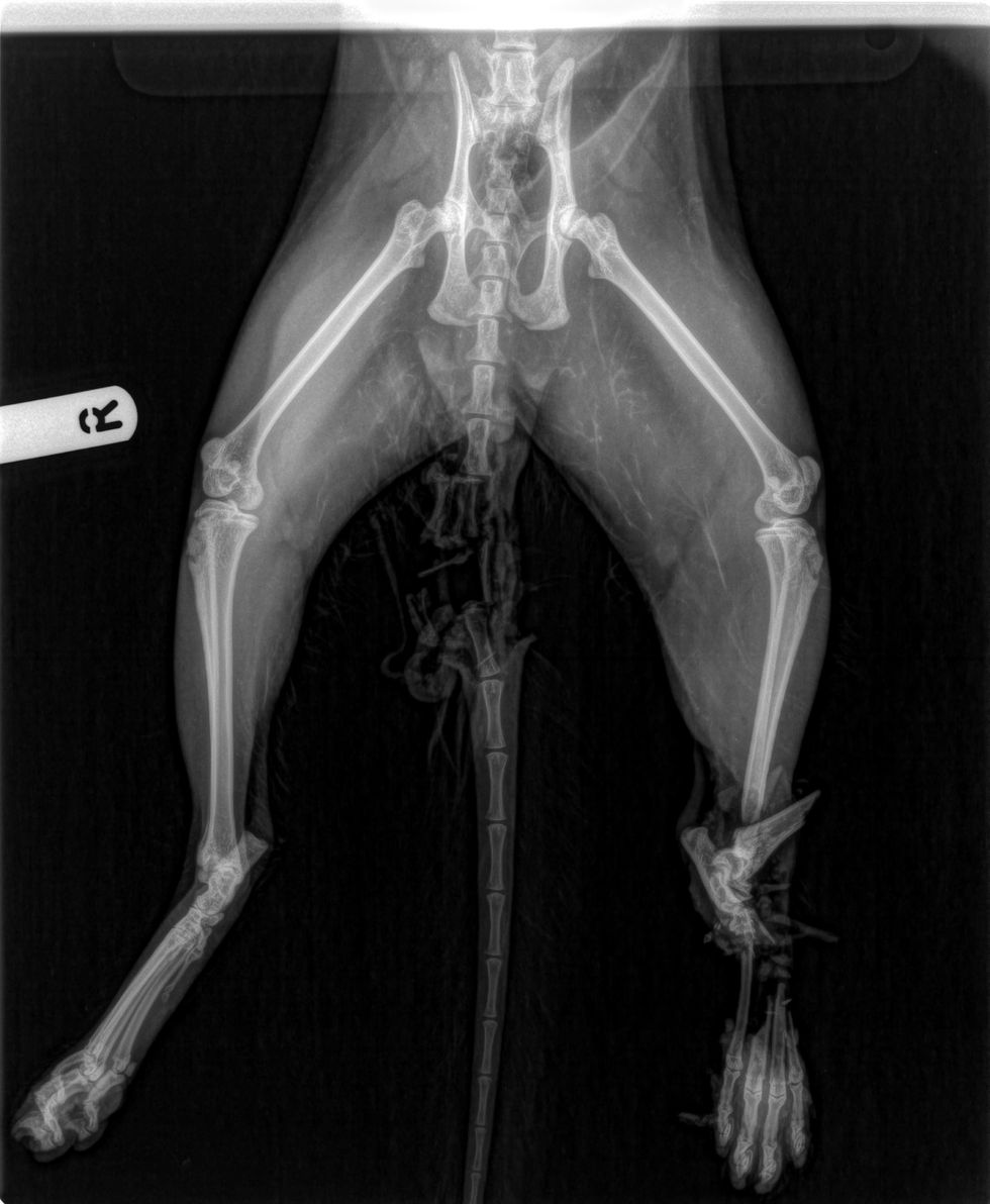 An X-ray image showing the lower half of a cat's body, with injured bones visible