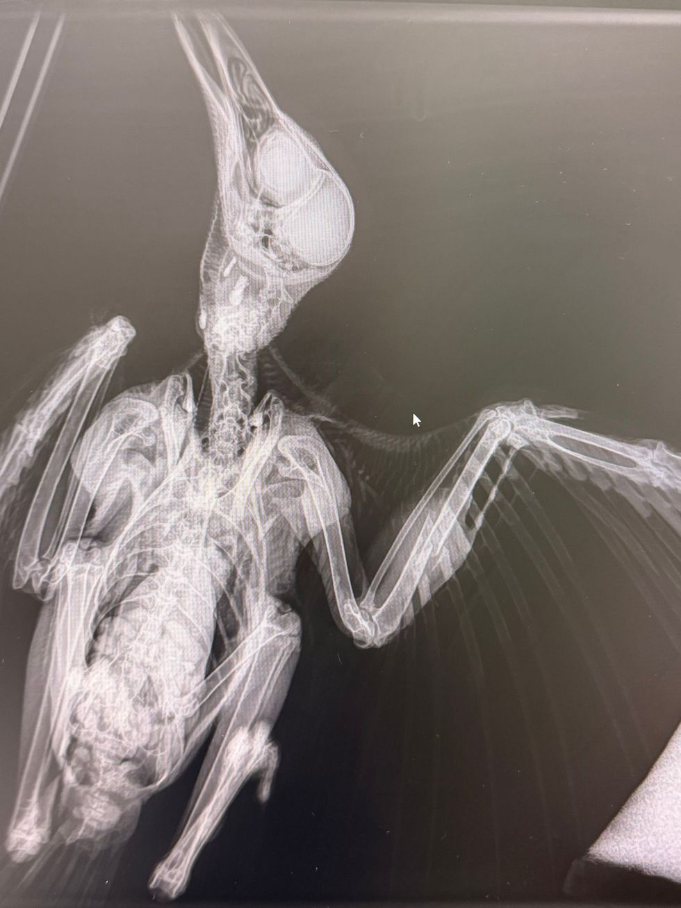 An X-ray of the injured crow