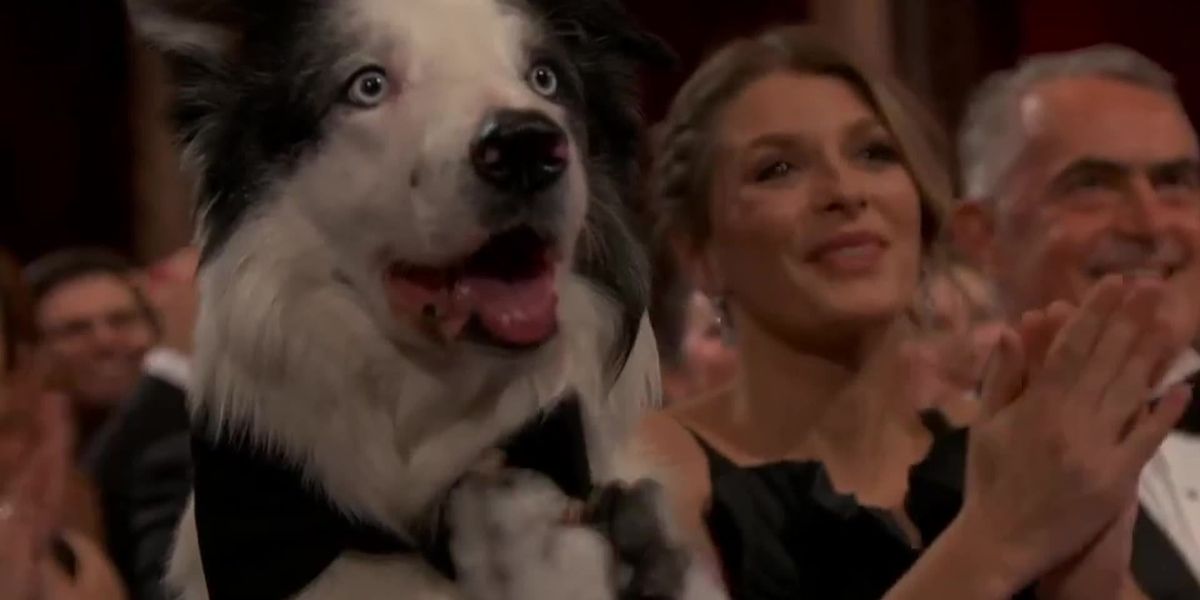 Messi Clapping 'Anatomy of a Fall' dog Messi clapping at Oscars is best thing you'll ...