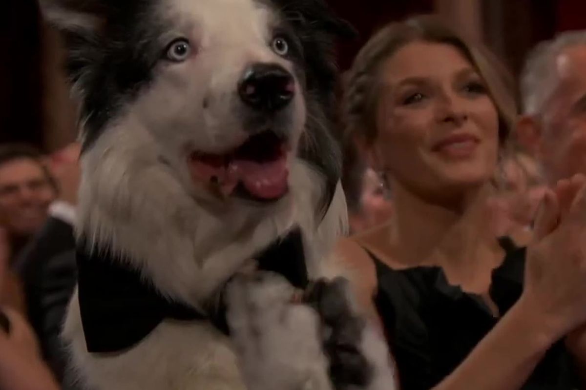 messi the dog indy100