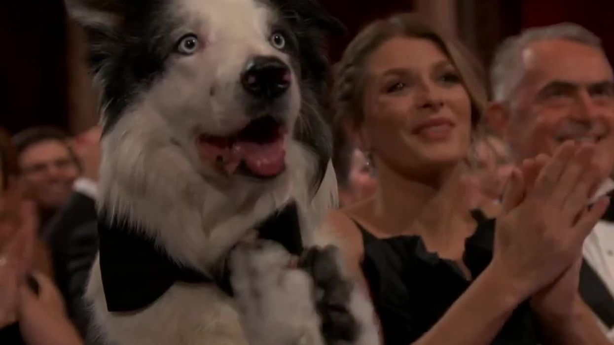 Messi the Dog clapping at Oscars is best thing you'll see today