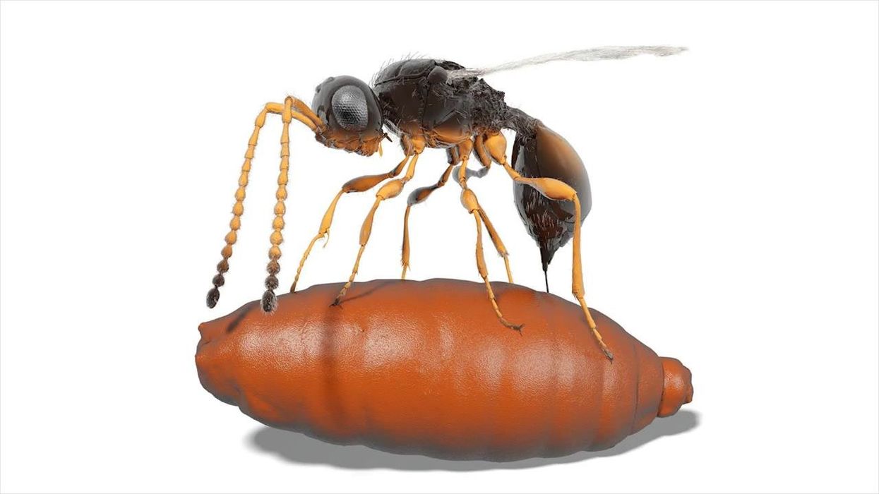 Scientists discover creature 'beyond imagination' encased in 99 million-year-old amber