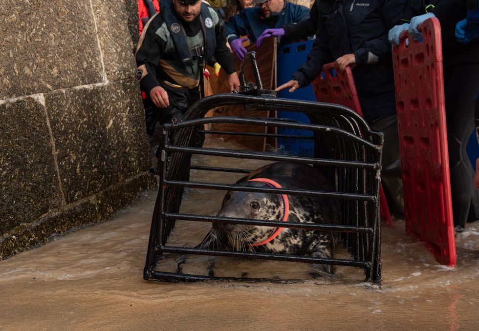 Cornish seal swims free after rescue from life-threatening frisbee entanglement