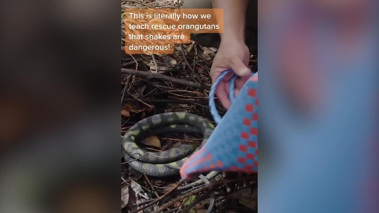 Rescue workers teach orangutans about the dangers of snakes with hilarious roleplay