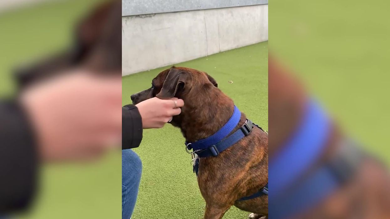 Nobody turns up to a dog’s special Valentine’s Day adoption party