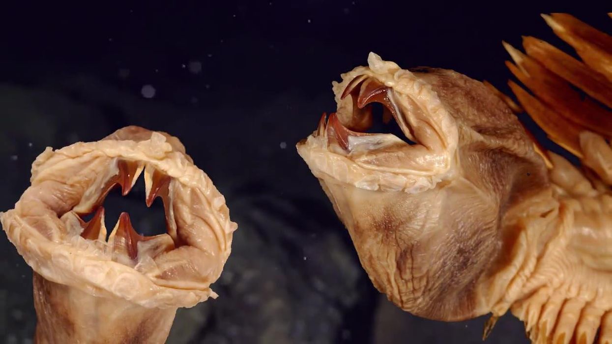 These Antarctic scale worms are the stuff of nightmares