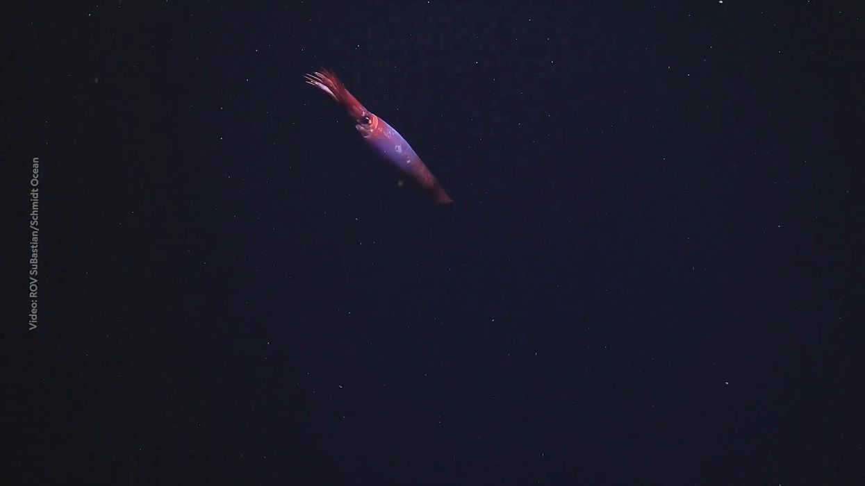 Phenomenal 'lobster-like creatures' discovered more than 1,500 feet into Antarctic ice