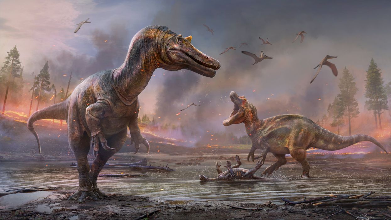 (Anthony Hutchings)
