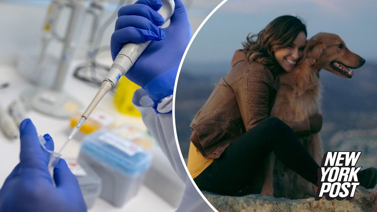 World's first anti-ageing treatment for dogs could arrive far sooner than we thought